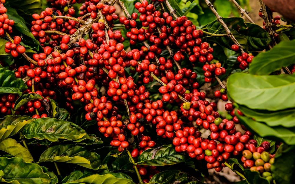 Pesquisador afirma que a resiliência climática do café robusta é um “mito da web”