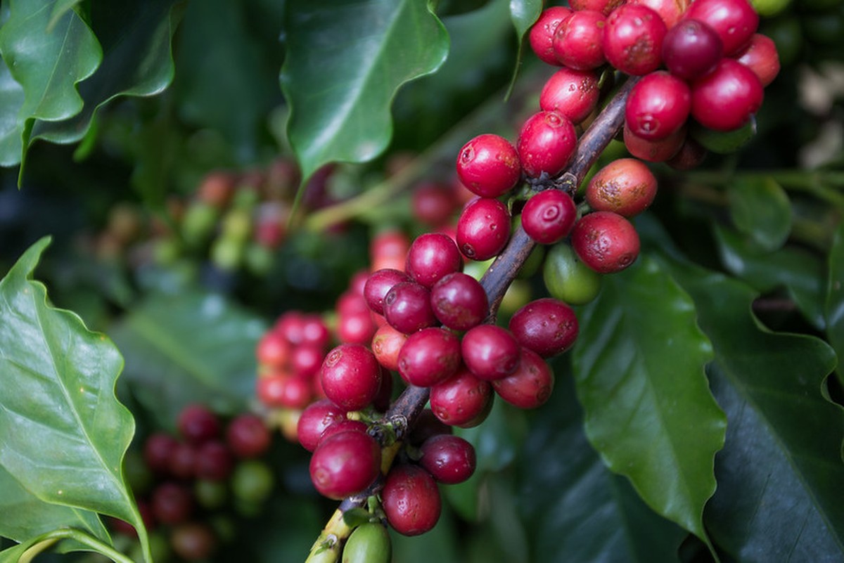 Precipitações na época da colheita afetam a qualidade do café.