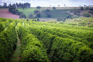 Safra 2027 de café entra no radar do mercado com risco climático crescente e...