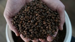 Colheita de Café 26/27 do Brasil Alcança 97%, Diz Safras