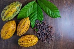 Café e cacau abrem sessão de NY em queda com previsões de alta na oferta