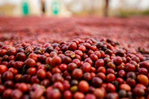 Perspectiva para oferta de café é 